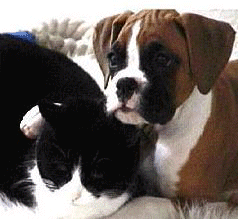 Boxer puppy with cat